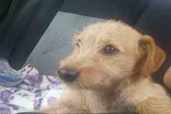 Cachorrinha foi encontrada no campus da PUC do Coração Eucarístico, na última sexta-feira (30/9) - (crédito: Arquivo pessoal/Reprodução) Cachorrinha foi encontrada no campus da PUC do Coração Eucarístico, na última sexta-feira (30/9) - (crédito: Arquivo pessoal/Reprodução)