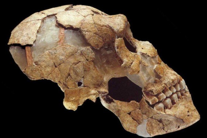  2022. Crédito: Max-Planck/Divulgação. Ciência. Crânio de um neandertal .