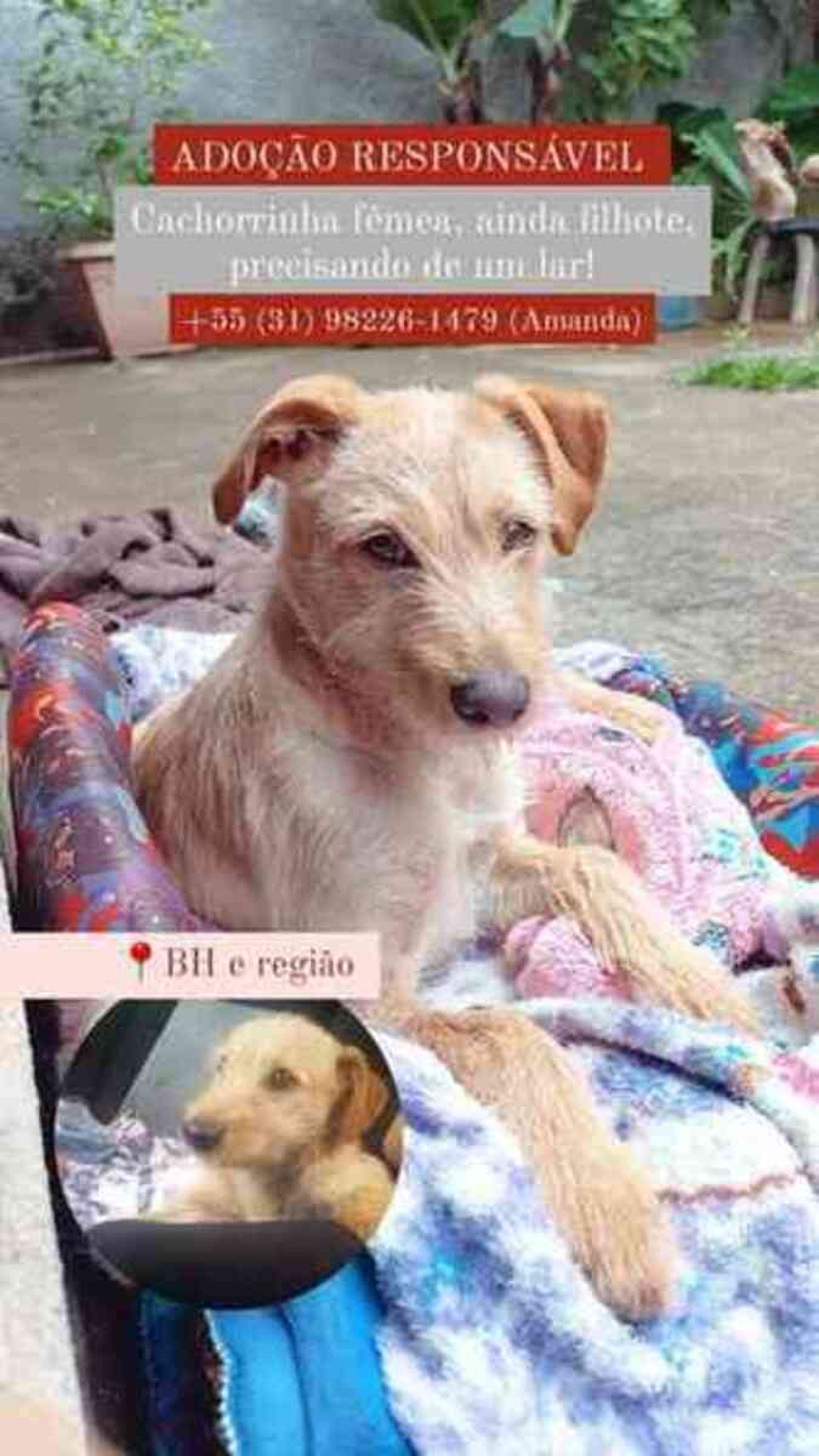 Quem se interessar, pode entrar em contato pelo telefone divulgado pela jovem 