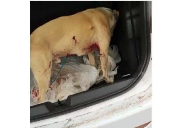 Os cães feridos foram encaminhados a uma clínica veterinária - (crédito: PMDF/Divulgação) Os cães feridos foram encaminhados a uma clínica veterinária - (crédito: PMDF/Divulgação)