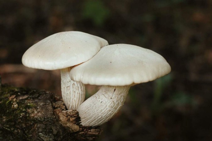 Palestra Como os cogumelos contribuem para um novo modo de vida  (29/11/2022)