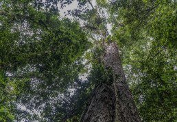 Árvore mais alta da floresta amazônica está plantada no Amapá, na divisa do estado com o Pará. Região é conhecida por ter riquezas naturais -  (crédito:  AFP)