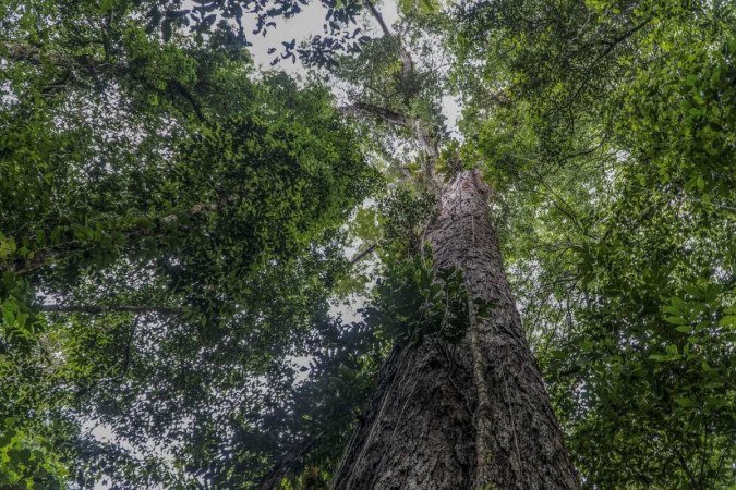 Cientistas que participaram da expedição acreditam que a árvore tenha ao menos entre 400 e 600 anos - (crédito: AFP) Cientistas que participaram da expedição acreditam que a árvore tenha ao menos entre 400 e 600 anos - (crédito: AFP)