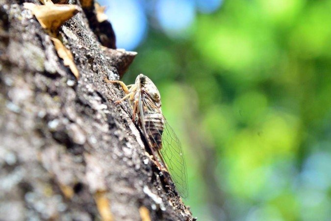 Para muitos, os insetos anunciam a esta&ccedil;&atilde;o chuvosa