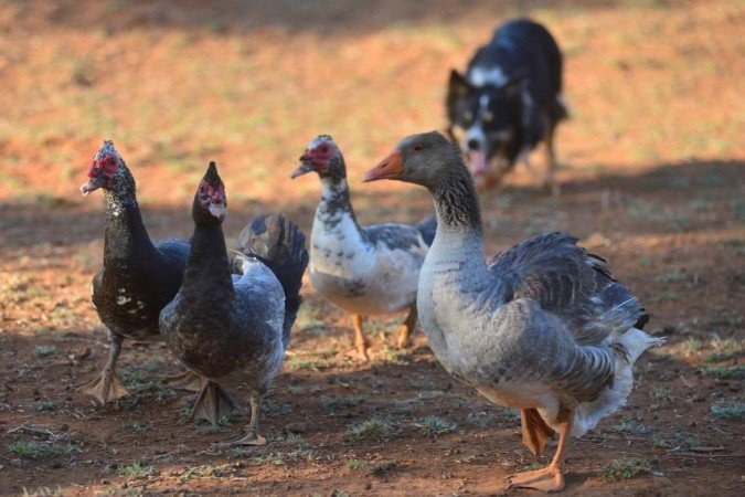  Na área rural, aves convivem com cães e ovelhas, cada um com uma função