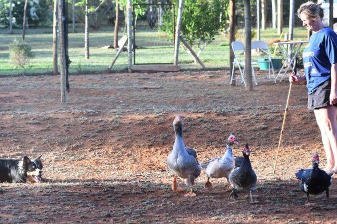  14/10/2022. Crédito: Ed Alves/CB/D.A Press. Cidades. Adestramento de Aves - Gansos e Patos e de Ovelhas. Caes da raça Border collie - Adestradora Graziela Oliveira