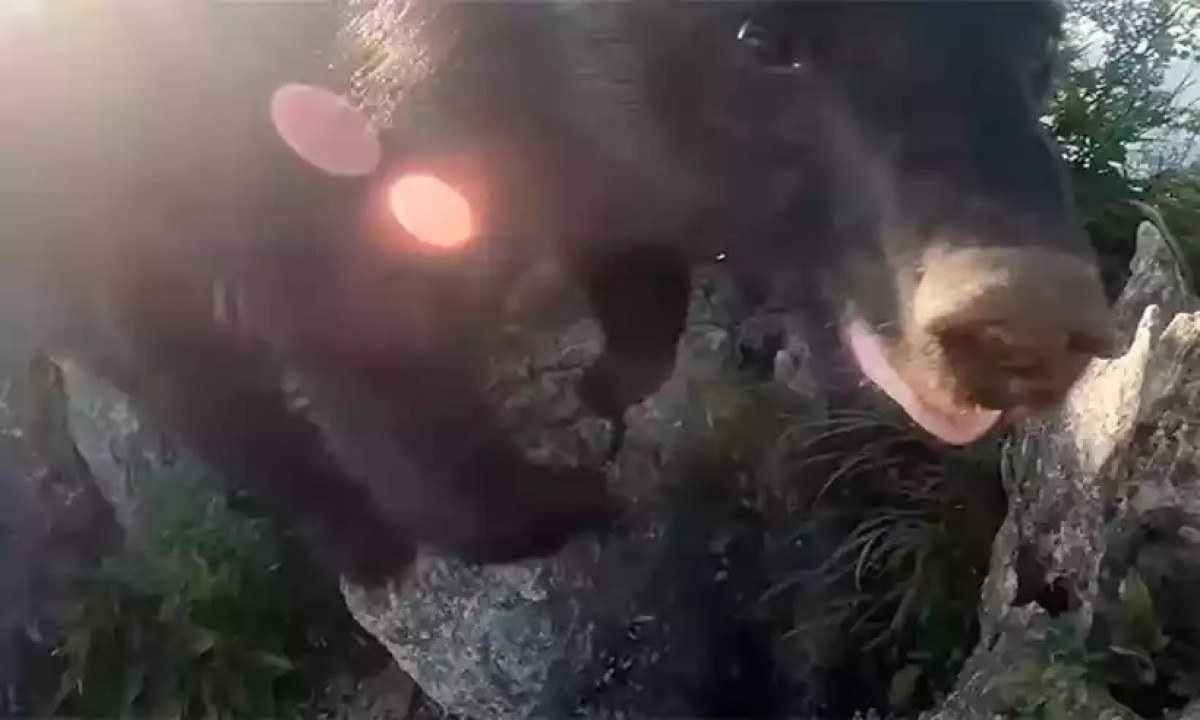 Alpinista luta com urso durante escalada no Japão