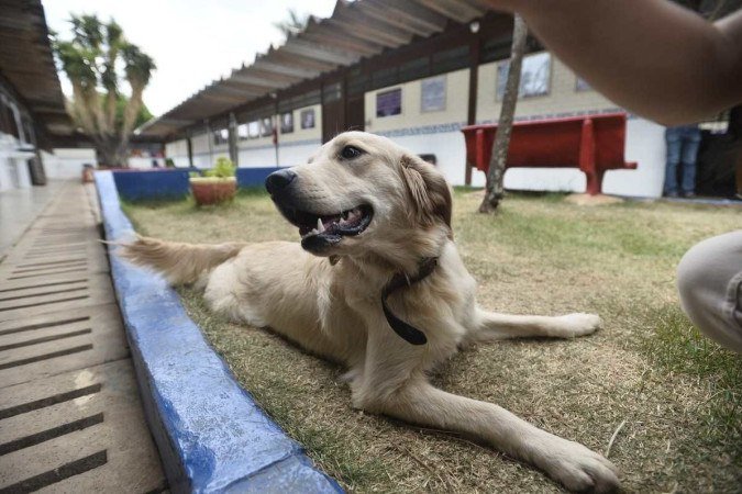  19/10/2022 Crédito: Minervino Junior/CB. Caderno Escolha a Escola do seu filho. Centro Educacional 8 do Gama. Projeto Cãoterapia que consiste nas cadelas para acalmar os alunos. Lolla e Nina(cadelas).