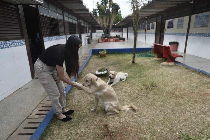  19/10/2022 Crédito: Minervino Junior/CB. Caderno Escolha a Escola do seu filho. Centro Educacional 8 do Gama. Projeto Cãoterapia que consiste nas cadelas para acalmar os alunos. Lolla e Nina(cadelas).