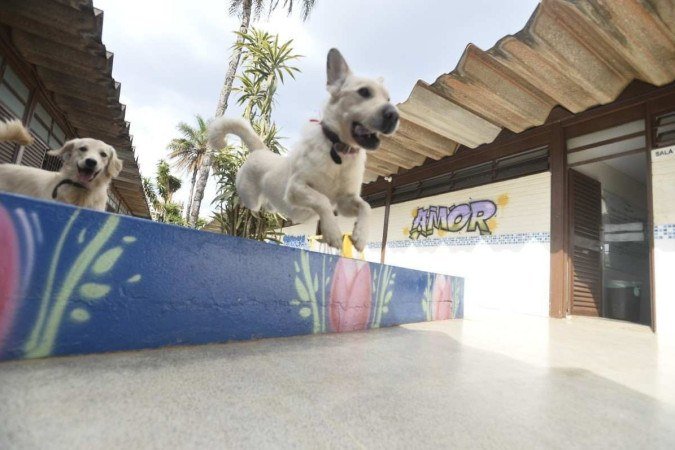 19/10/2022 Crédito: Minervino Junior/CB. Caderno Escolha a Escola do seu filho. Centro Educacional 8 do Gama. Projeto Cãoterapia que consiste nas cadelas para acalmar os alunos. Lolla e Nina(cadelas).