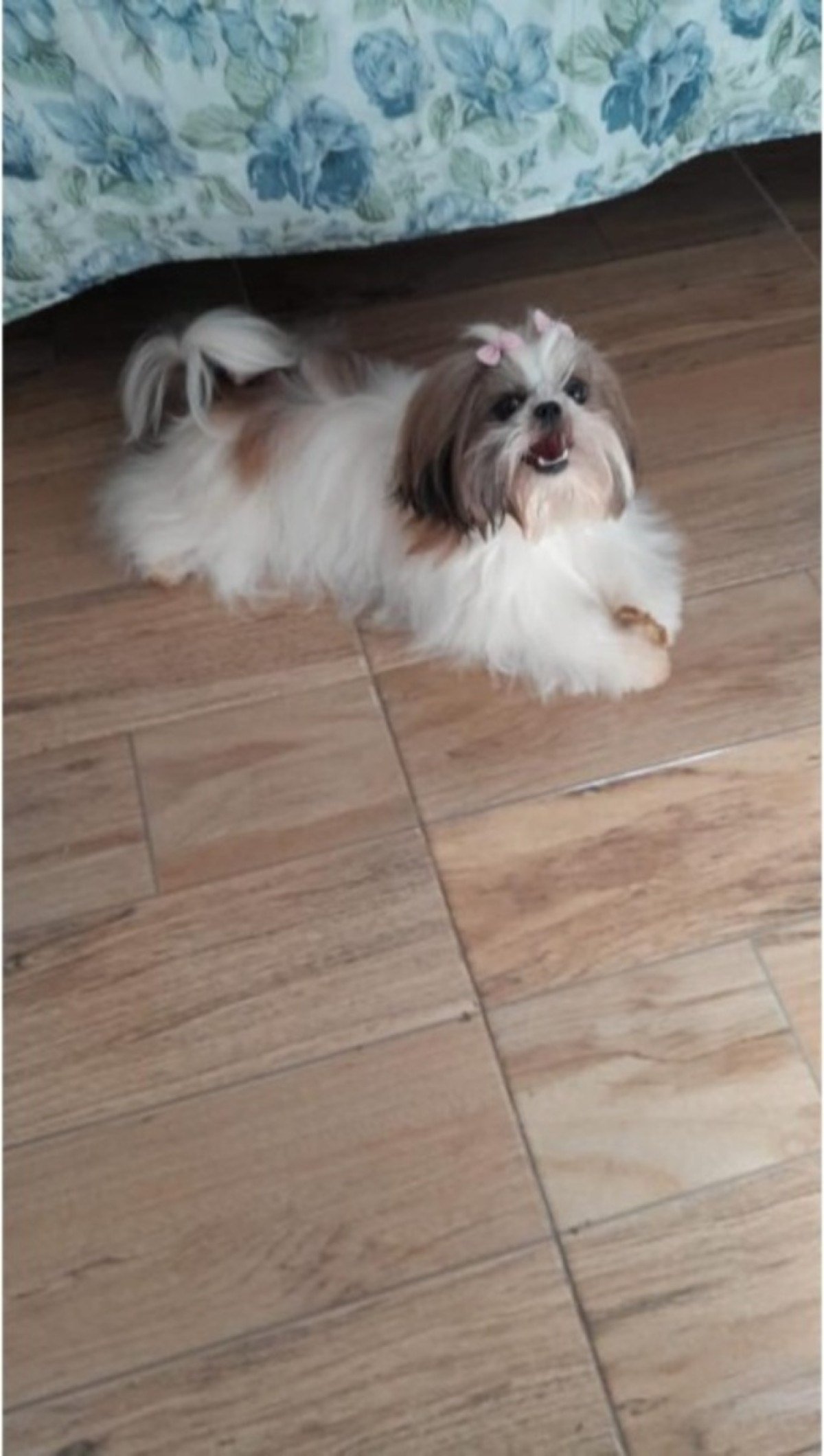 Cachorra Sasha, 2 anos, da raça shih-tzu desaparece no Lago Sul