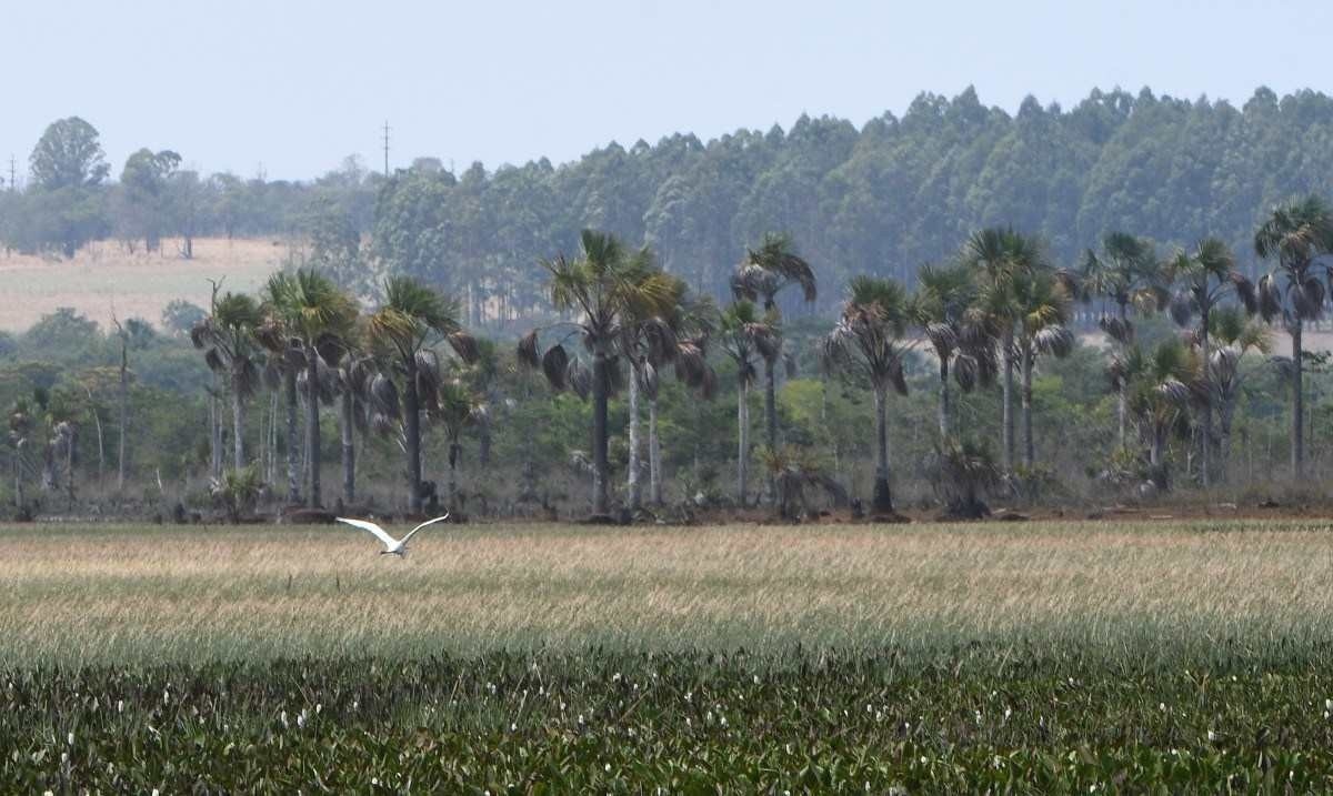 Desmatamento, urbanização e uso de agrotóxico ameaçam Águas Emendadas