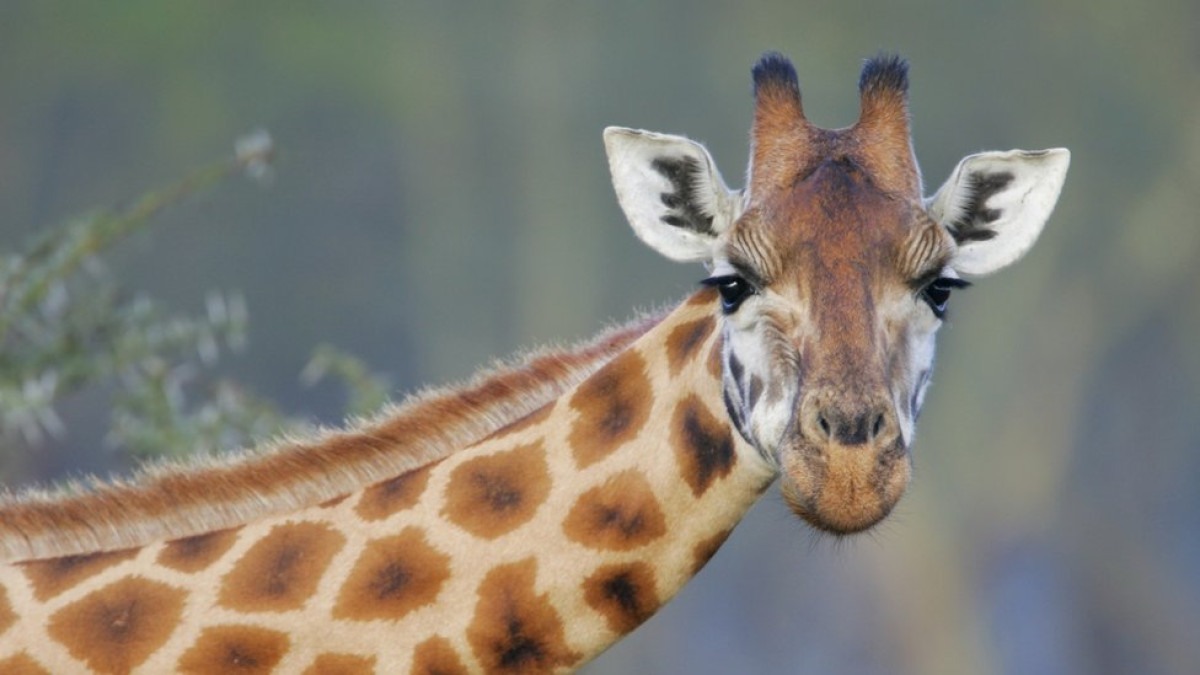 Girafa atropela e mata criança em parque na África do Sul