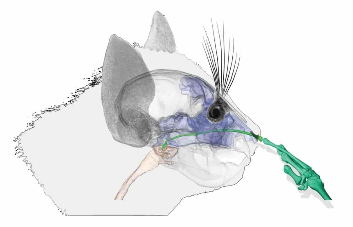 Imágenes de tomografía computarizada muestran cómo un lémur de Madagascar se «pincha» la nariz