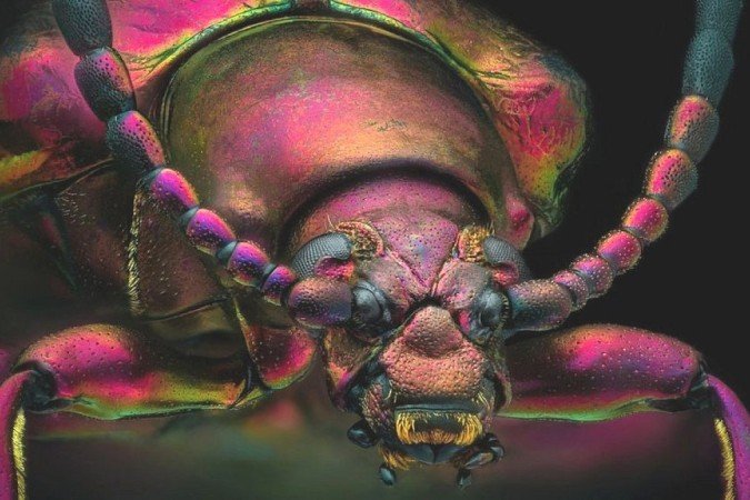 (crédito: Yousef Al Habshi/Nikon Small World) (crédito: Yousef Al Habshi/Nikon Small World)
