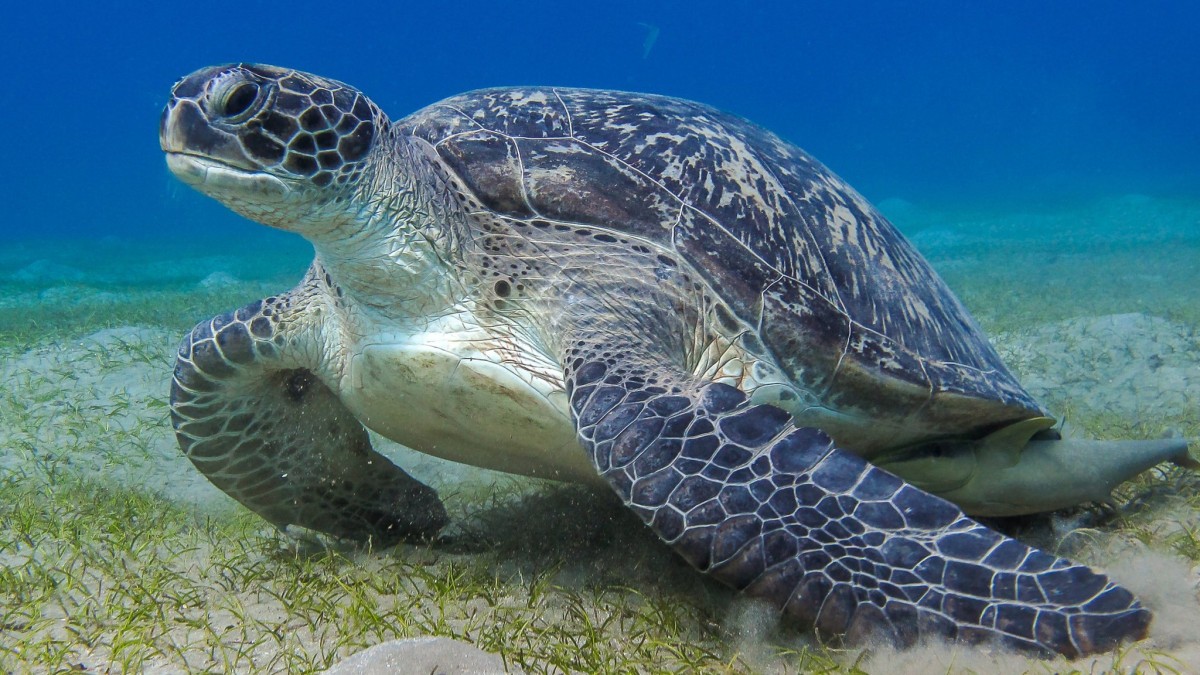 A comunicação secreta das tartarugas marinhas e outros animais