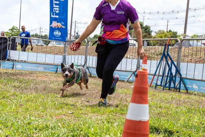 Parte dos profissionais de adestramento começam na área partindo de problemas comportamentais dos próprios cães