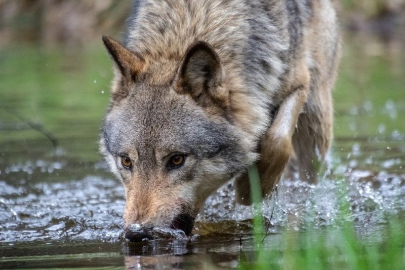 Por que Holanda quer usar paintball contra lobos que não sentem medo de humanos