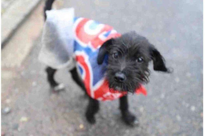 Cachorrinha foi resgatada em acampamento de militantes