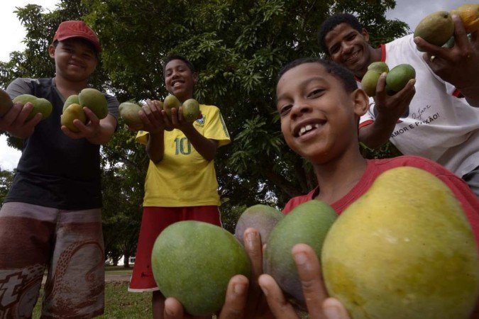 Perto do Palácio do Buriti, Tailan (E) Roniel (M), Jonathan e o pequeno Luís Fernando (D) colhem e enchem baldes de mangas