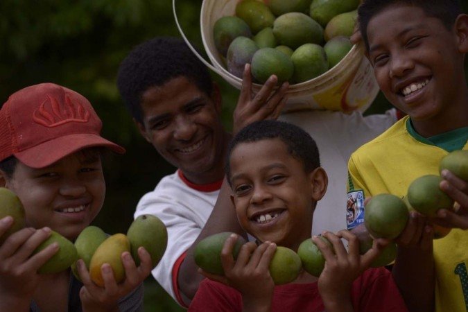  07/11/2022. Crédito: Carlos Vieira/CB/D.A. Press.  Cidades.
Árvores frutíferas pela cidade. Jonathan Ferreira, Tailan Souza da Silva, Roniel dos Santos Ribeiro e Luiz Fernando dos Santos Ribeiro colhem mangas.
      