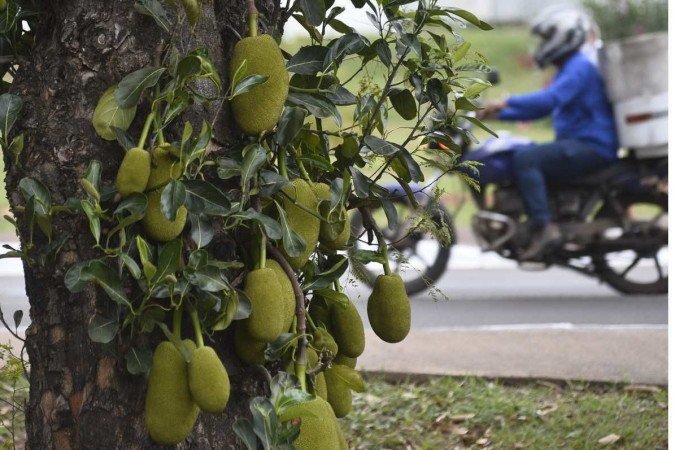  07/11/2022. Crédito: Minervino Junior/CB/D.A Press. Brasil. Brasilia - DF. Rua das Jaqueiras temporadas das jacas.