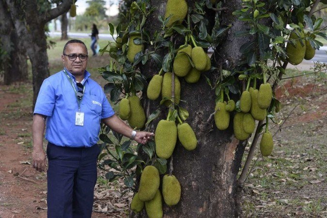 Antônio José aguarda o amadurecimento das jacas que enfeitam o canteiro entre o Cruzeiro e o Sudoeste
