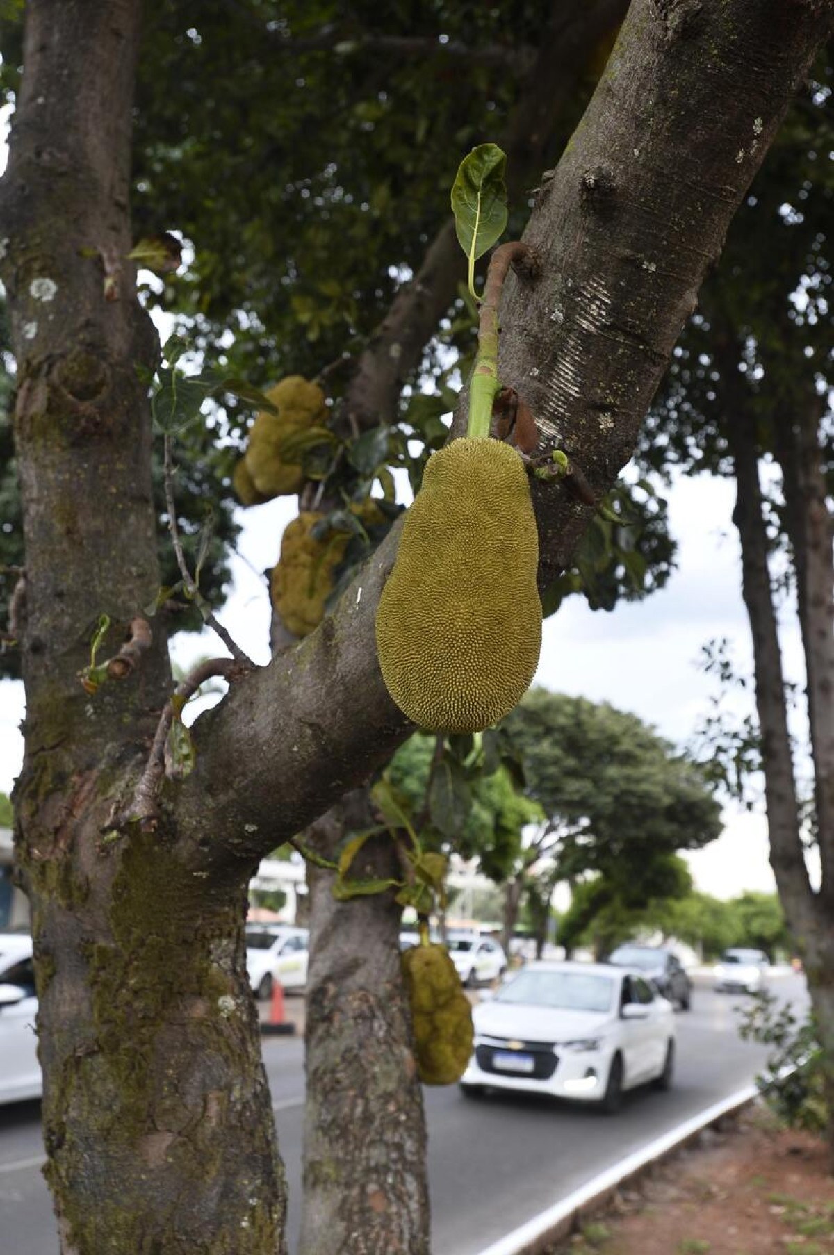 Aberta a temporada das frutas que ficam ao alcance de todos em Brasília