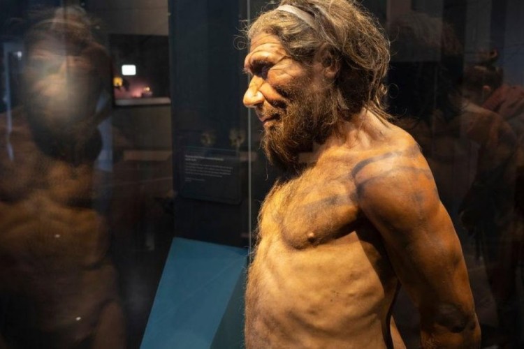 O que levou os neandertais à extinção: violência ou sexo?