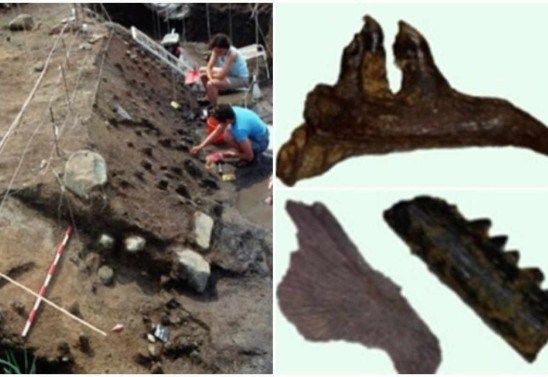 Artigo 'Evidence for the cooking of fish 780,000 years ago at Gesher Benot Ya’aqov, Israel'