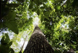 Brasil, Indonésia e Congo unem-se para preservar florestas tropicais