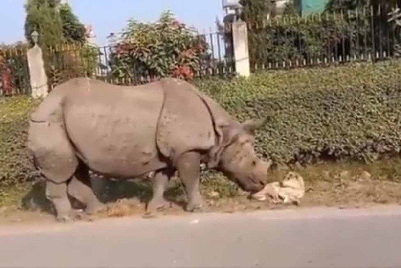 Vídeo: rinoceronte viraliza por acordar gentilmente cachorro 'caramelo'
