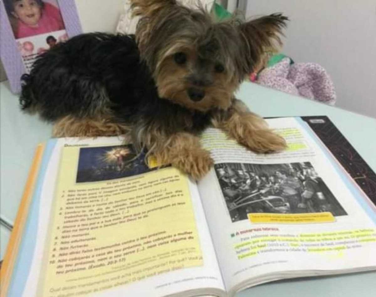 Snoo é suporte emocional para a vestibulanda Snoo é suporte emocional para a vestibulanda