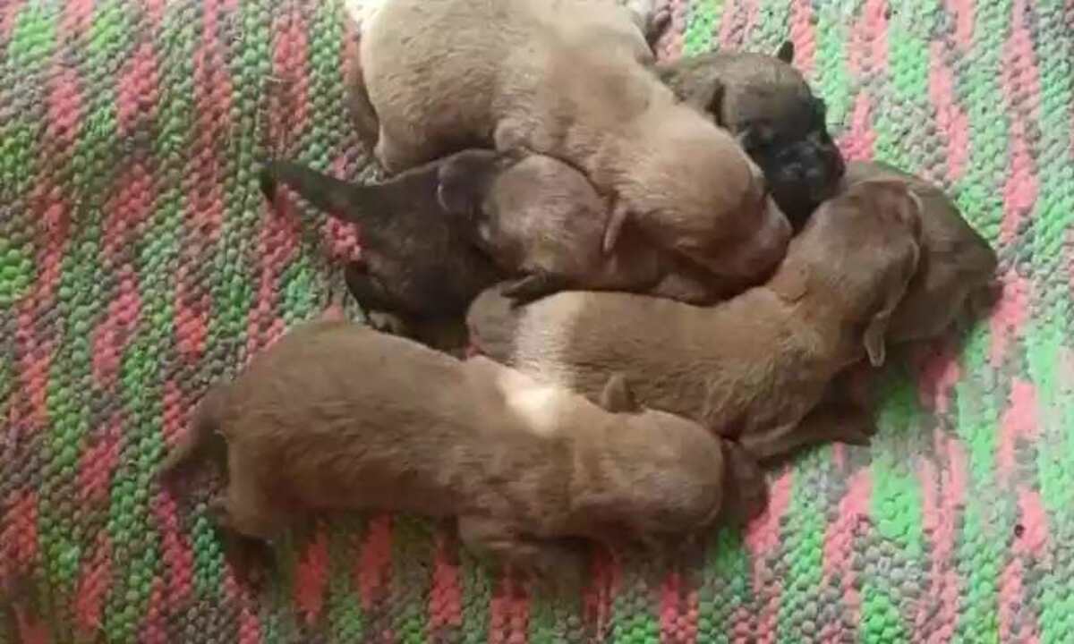  (crédito: Divulgação/Alex Júnior Aires)