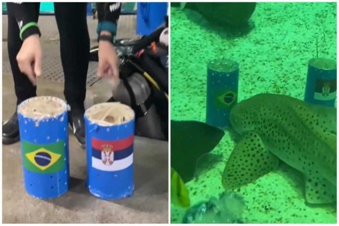 (crédito: Aquário Marinho Rio/Reprodução) (crédito: Aquário Marinho Rio/Reprodução)