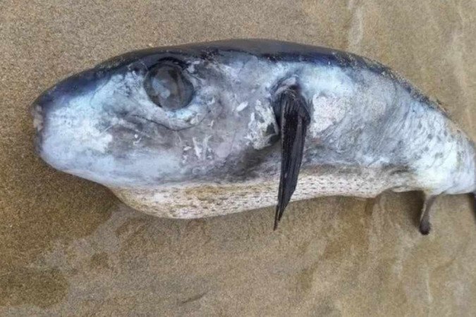 A researcher has discovered a rare puffer fish with a poison capable of killing 30 people