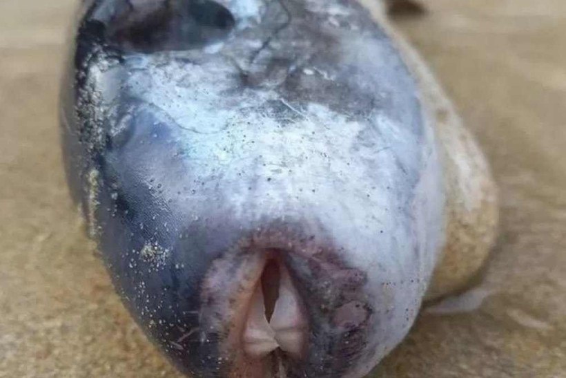 The marine puffer fish has the scientific name 'Lagocephalus lagocephalus'.