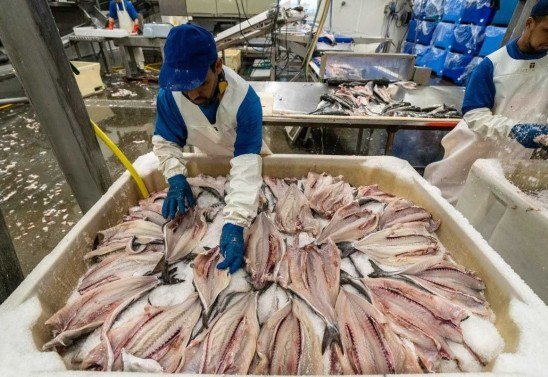  Conselho Norueguês de Pesca/Divulgação