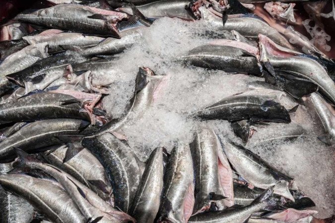(crédito: Conselho Norueguês de Pesca/Divulgação) (crédito: Conselho Norueguês de Pesca/Divulgação)