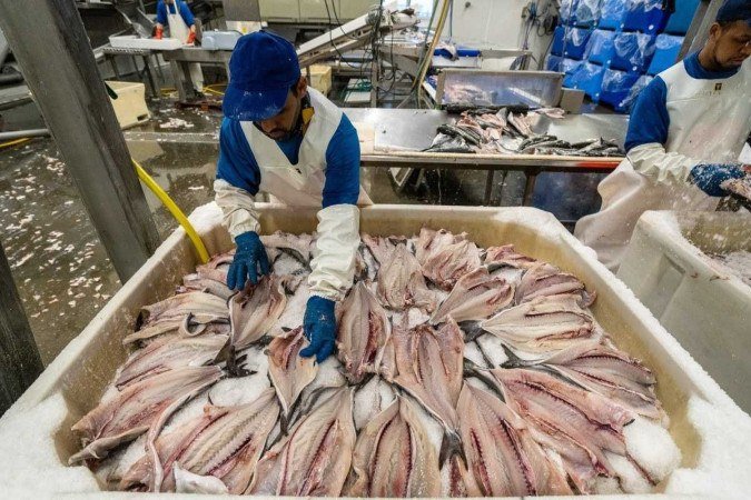 Diálogo para reduzir tarifas deve se intensificar nos próximos dias, comunicou a entidade. -  (crédito:  Conselho Norueguês de Pesca/Divulgação)