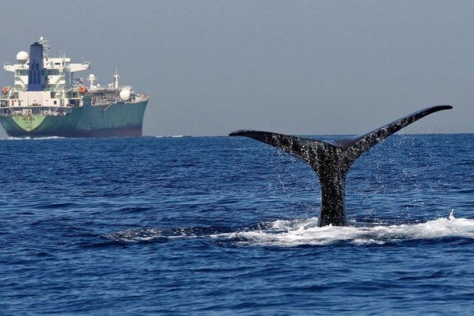 A poluição sonora interrompe o comportamento normal de golfinhos e baleias, afastando-os das regiões onde eles se alimentam e se reproduzem e ameaçando a população desses animais.

crédito: ALAMY

 - 