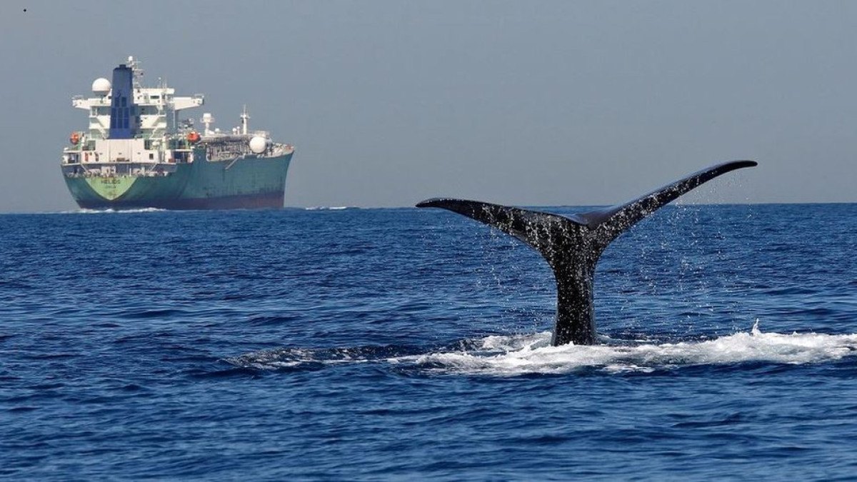 O que a autópsia de um boto revelou sobre poluição marinha