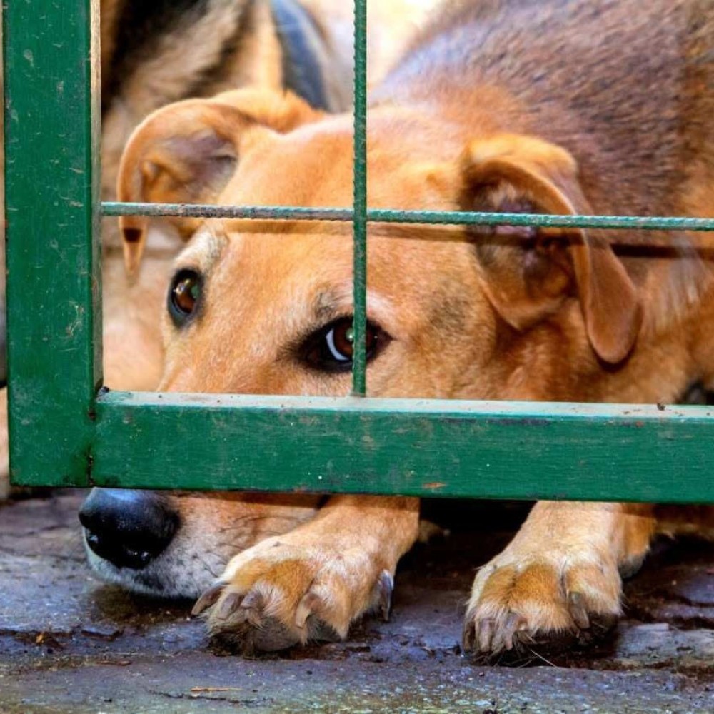 Crianças que maltratam animais: Saiba o que pode haver por trás disso