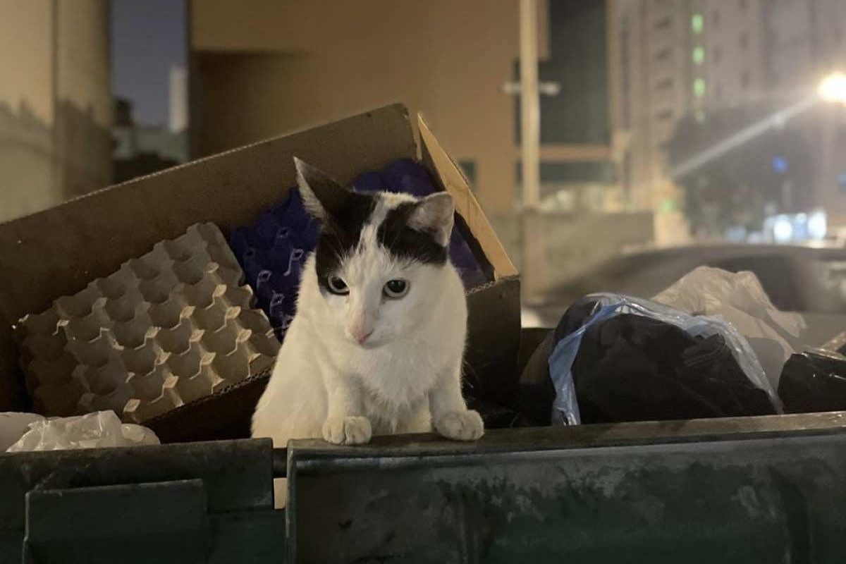 Bichanos na Copa: população de gatos no Catar é quase igual a de humanos