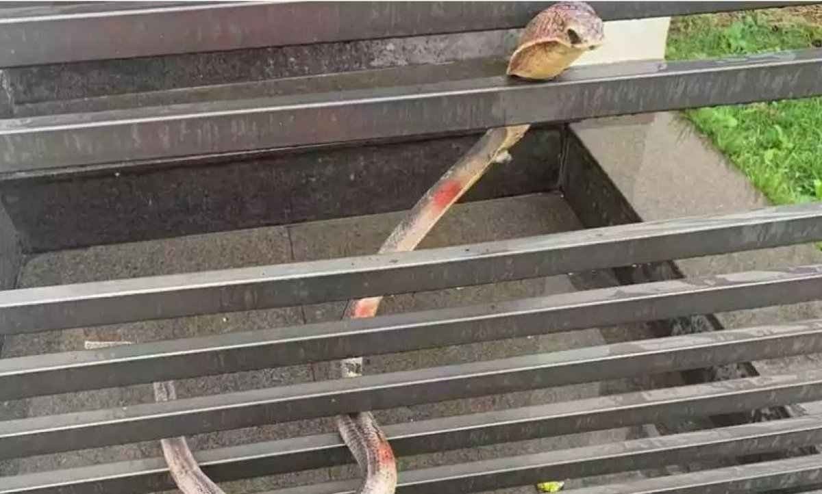 Bombeiros são chamados para capturar 'cobra Naja' de borracha 