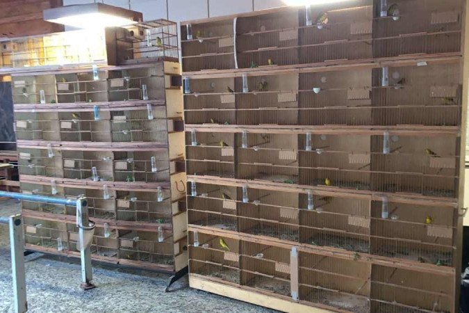 As aves estavam em gaiolas, ao fundo da residência, na área de lazer.