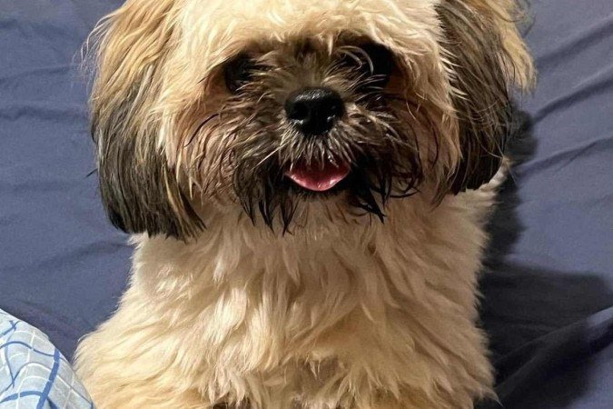 Cachorro Loki, da tutora Mariana Pedroso.