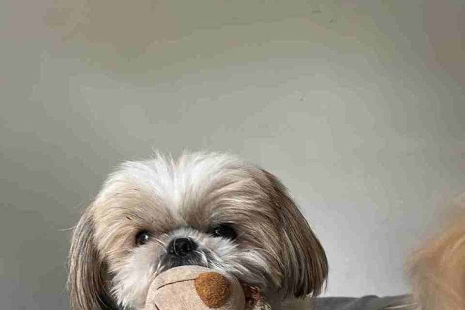 Cachorro Thor, da tutora Mariana Pedroso.