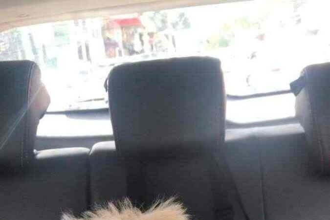 Cachorro Thor, da tutora Mariana Pedroso.