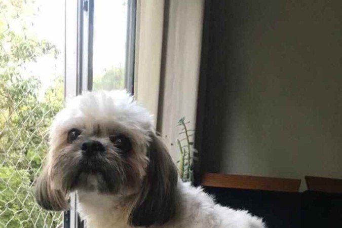 Cachorro Thor, da tutora Mariana Pedroso.